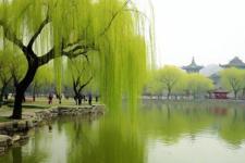 清明有哪些风俗习惯  各地清明习俗