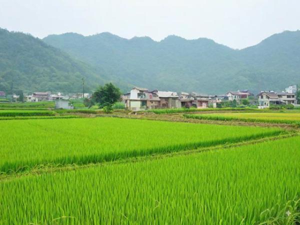 小满气候特点及农事安排