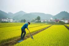 惊蛰气候特点及农事安排